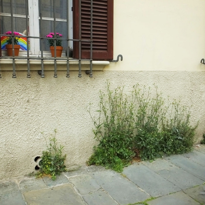 Erbario 4